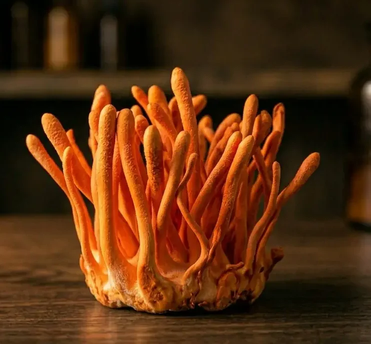 Cordyceps corps fructifère — la forme à privilégier pour un extrait de qualité Corps fructifère de Cordyceps militaris — champignons orange en grappe sur bois noyer